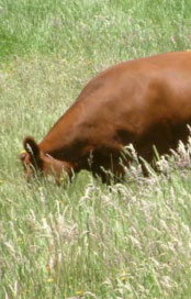 Picture of cow in the grass