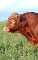 Picture of cattle