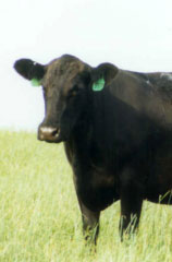 Picture of Cattle